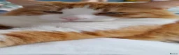 Mixed Breed cats for sale: Handsome Orange & White Male Mixed Breed – 🧡 🐾 - Advert 8