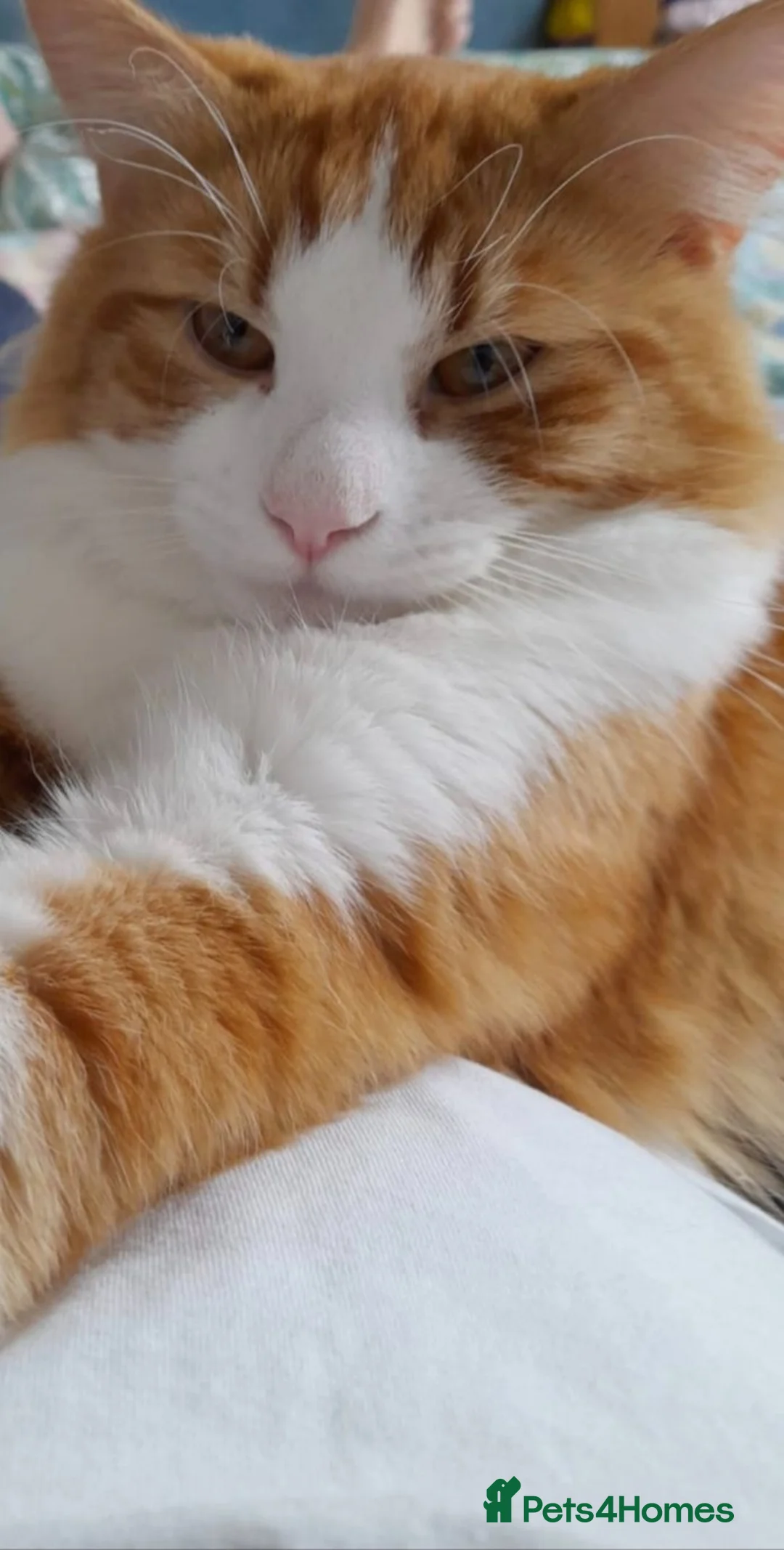 Mixed Breed cats for sale: Handsome Orange & White Male Mixed Breed – 🧡 🐾 - Advert 8