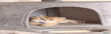 Purple Scottish straight  Kitten 3