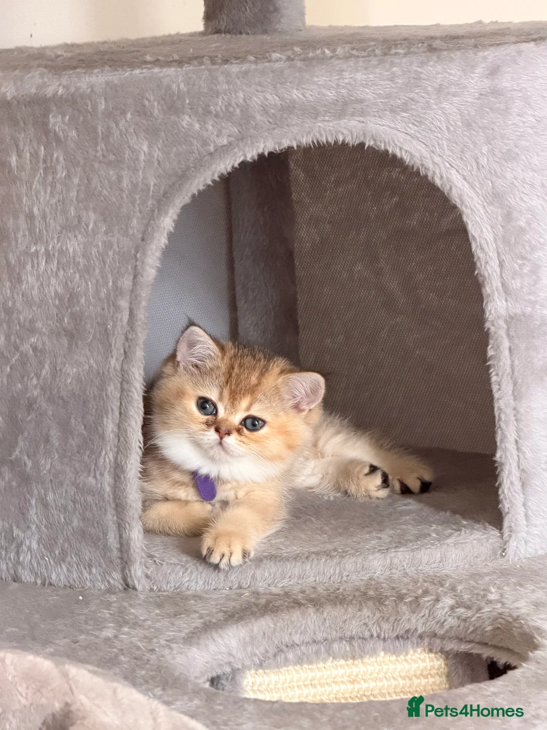 Scottish Fold cats for sale:  2 left! Golden Chinchilla Scottish ready go 28/05 - Advert 2