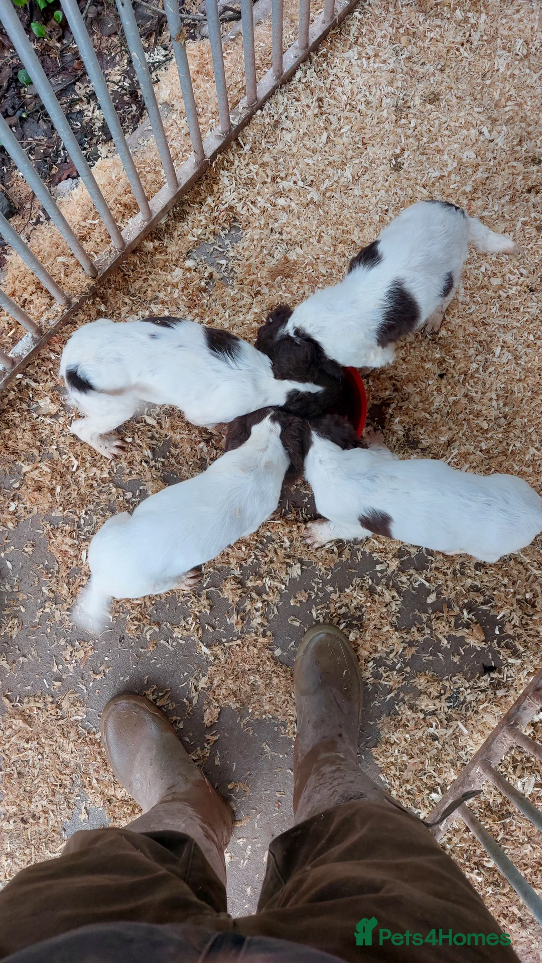 English Springer Spaniel dogs for sale: Working Springer spaniel pups - Advert 6