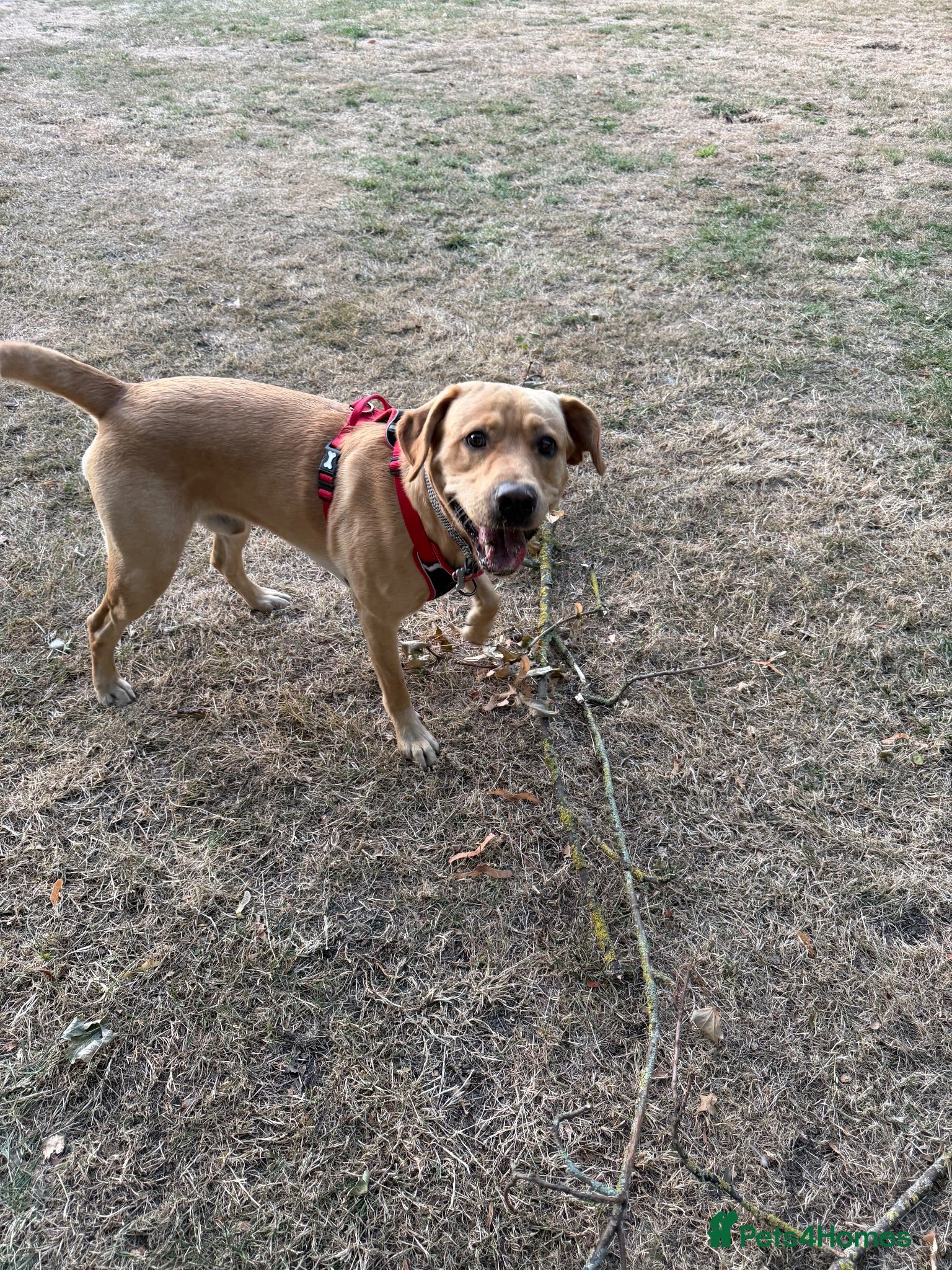 Labrador Retriever dogs Buddy  - Advert 2
