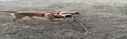 Labrador Retriever dogs for stud: Buddy  - Advert 2