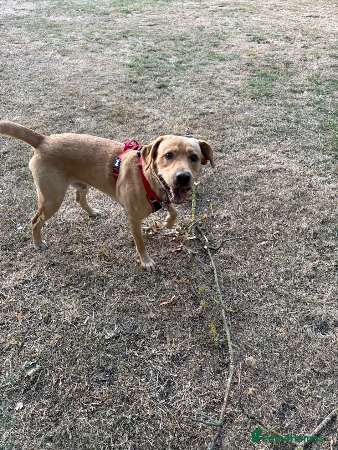Labrador Retriever dogs for stud: Buddy  - Advert 2