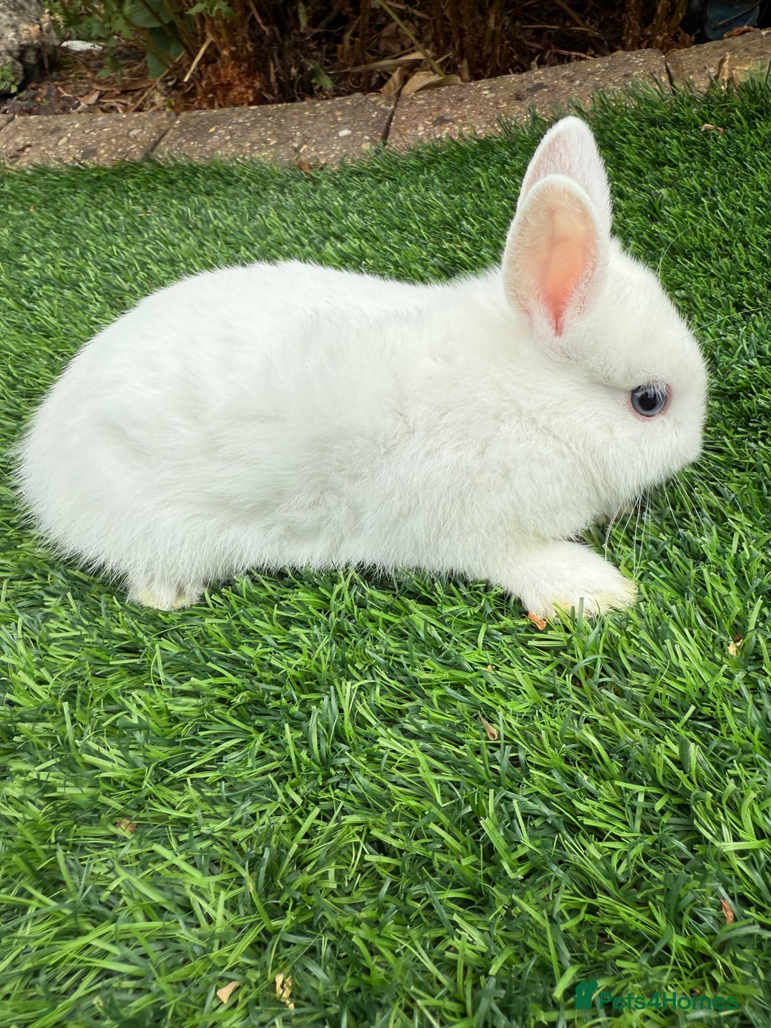 Netherland Dwarf rabbits for sale: Pure Netherland Dwarf  - Image 5