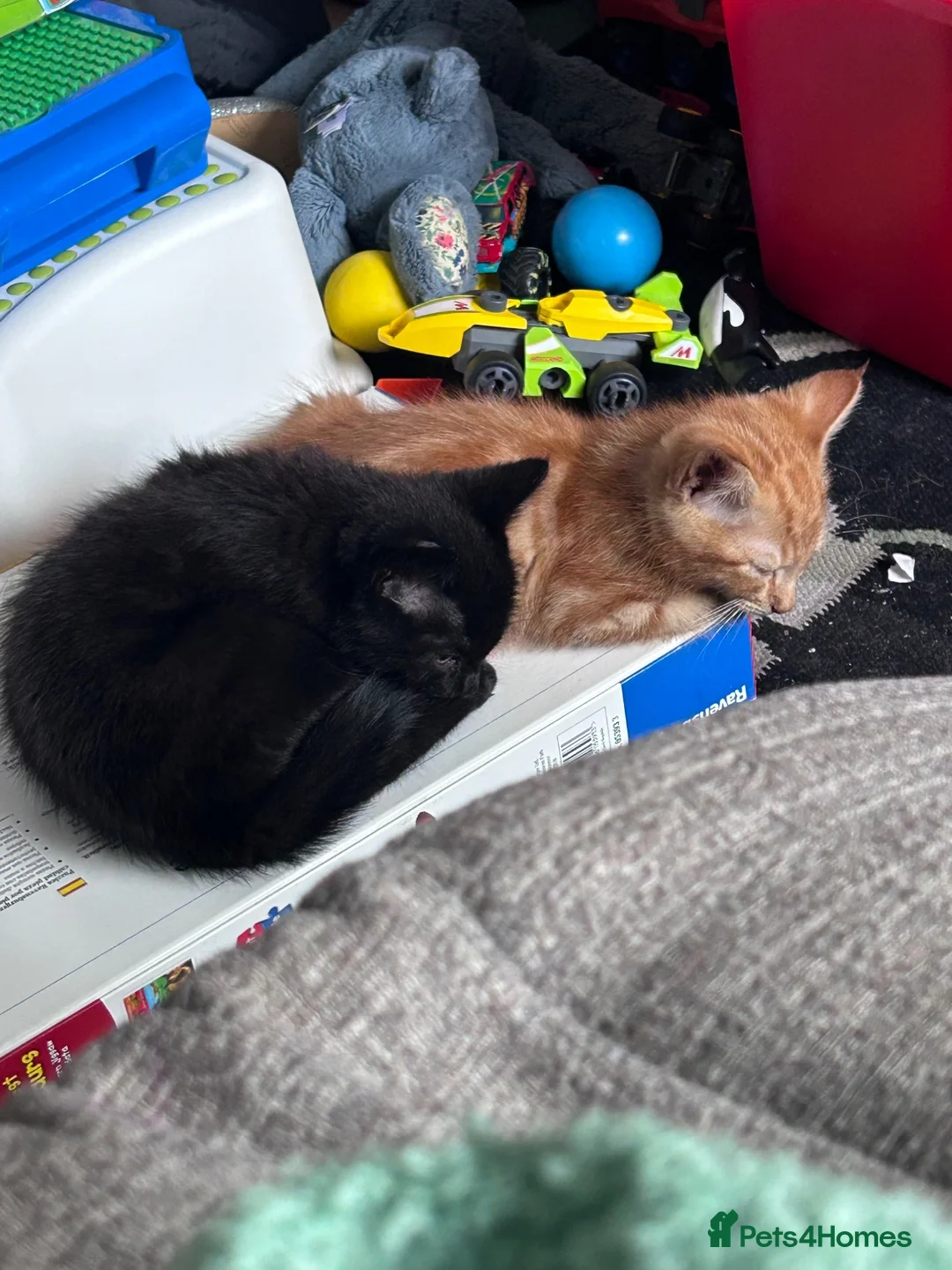 Mixed Breed cats for sale: Kittens in Norwich - Advert 2