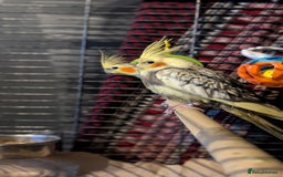 Cockatiels birds for sale: Cockateils  - Image 3