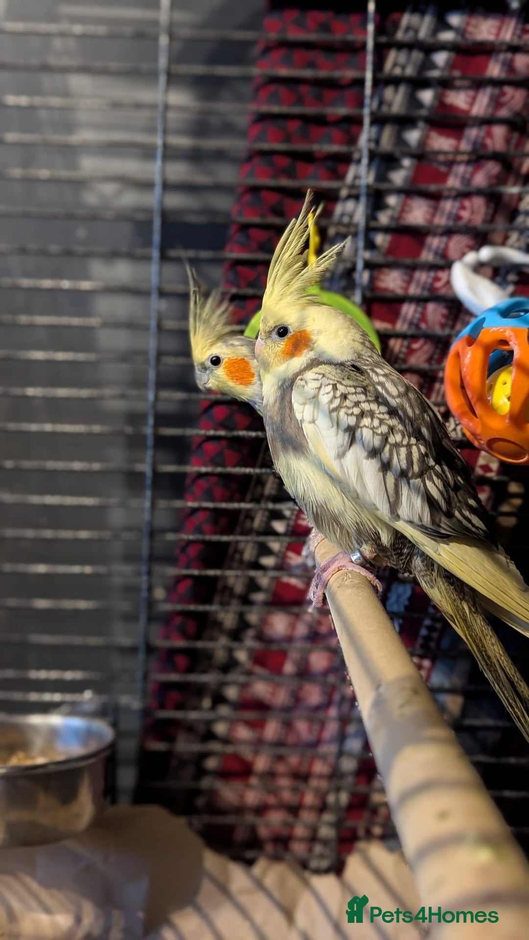 Cockatiels birds for sale: Cockateils  - Image 3