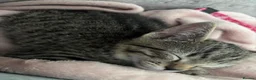 Mixed Breed cats for sale: Mixed breed 9 week old kitten  - Advert 3