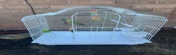 Budgerigars birds for sale: Selling Buggies  parrots with cage & Acessories. - Advert 8