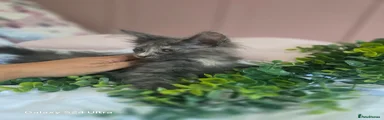 Maine Coon 3