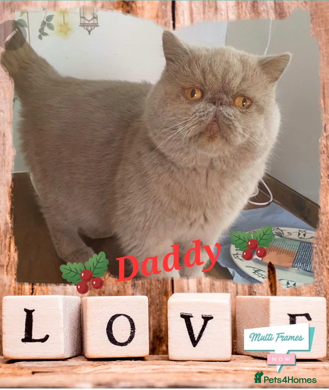 Persian cats for sale: Chunky blue/cream Exotic girl  - Advert 4