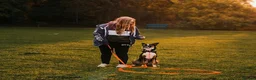 Border Collie dogs for stud: Border collie stud  - Advert 2