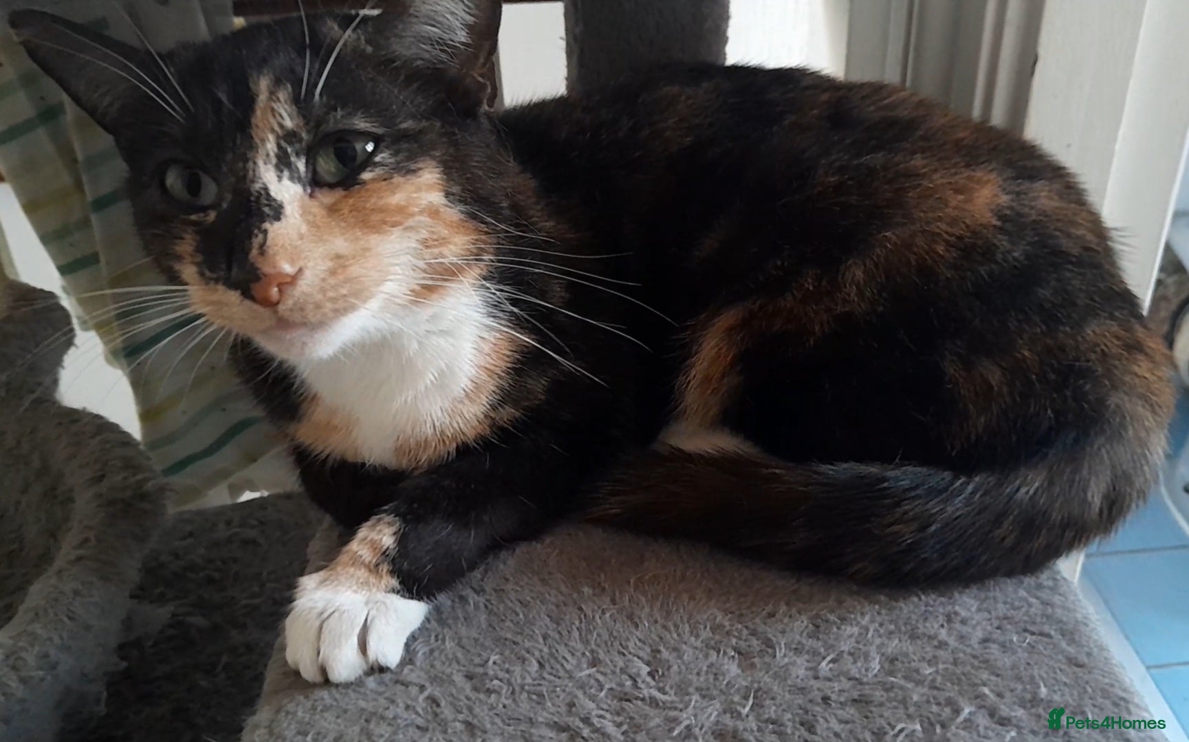 Mixed Breed cats Miracle - Advert 1