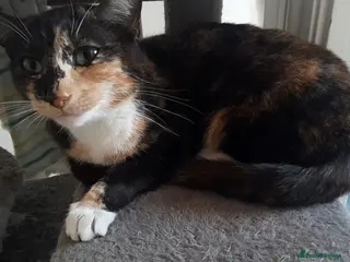 Mixed Breed cats Miracle - Advert 1