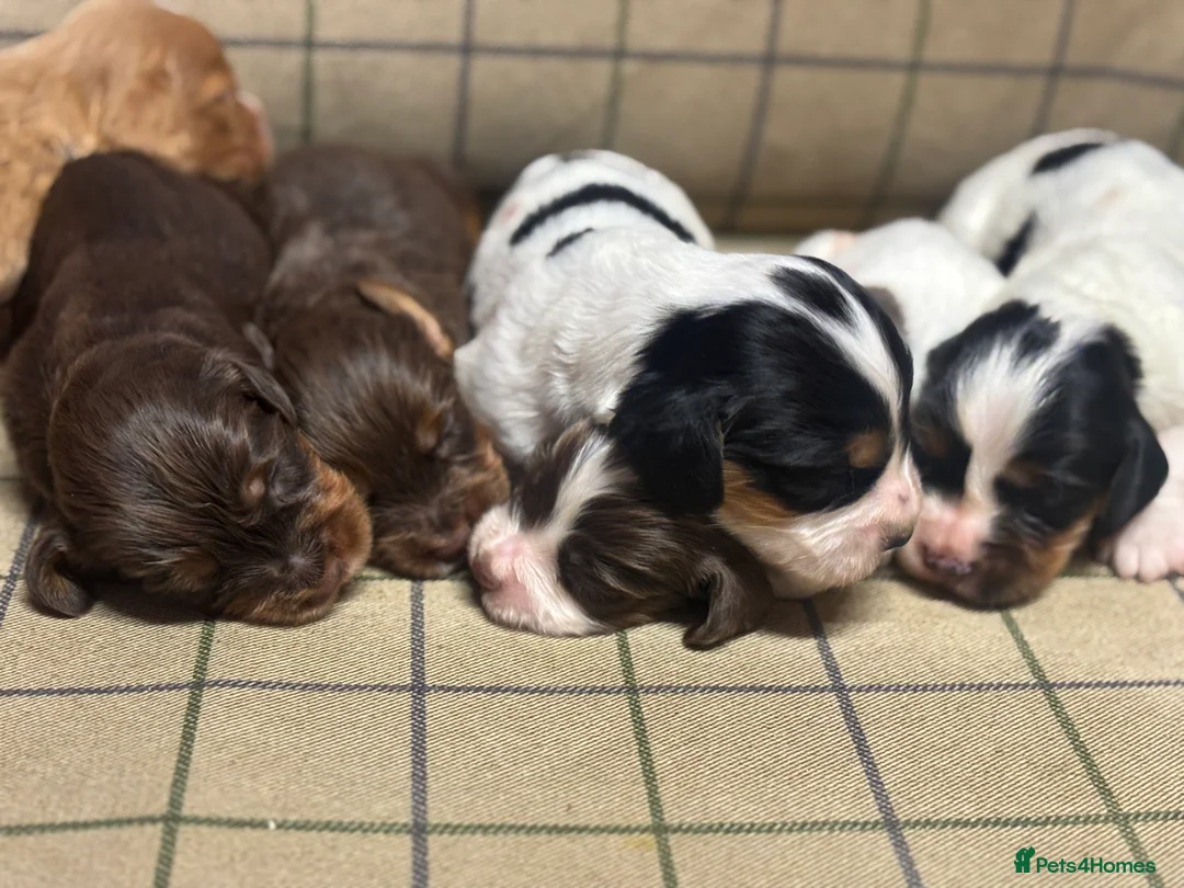 Cocker Spaniel dogs for sale: Stunning Cocker Spaniel Puppies  - Advert 2