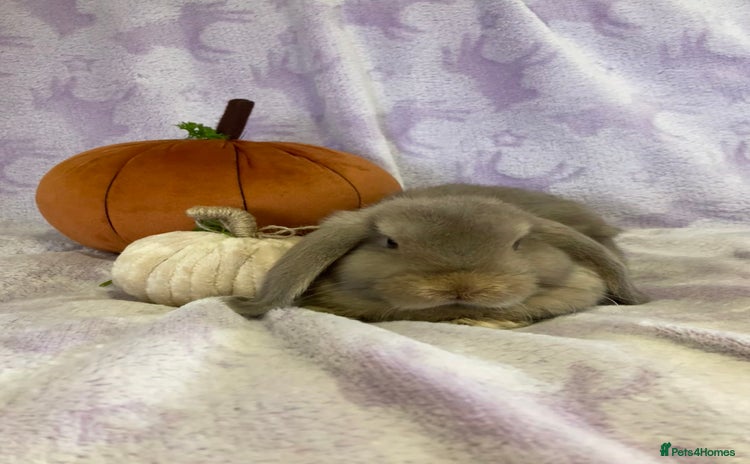 Mini Lop rabbits - Advert 2