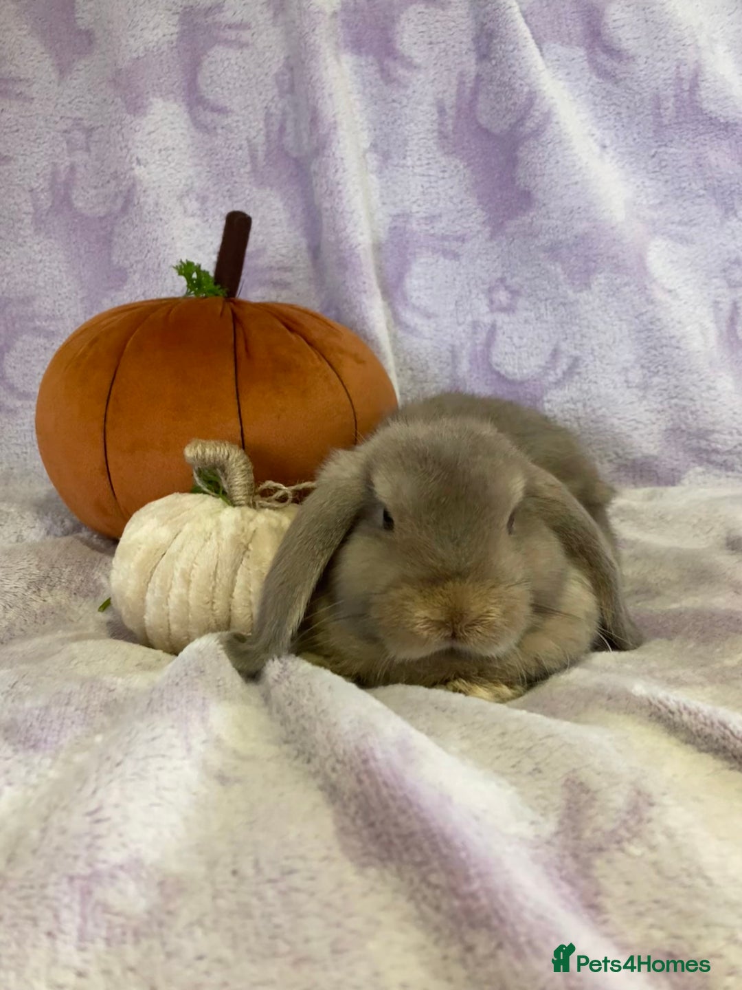 Mini Lop rabbits for sale: Adorable mini lop for sale  - Image 1