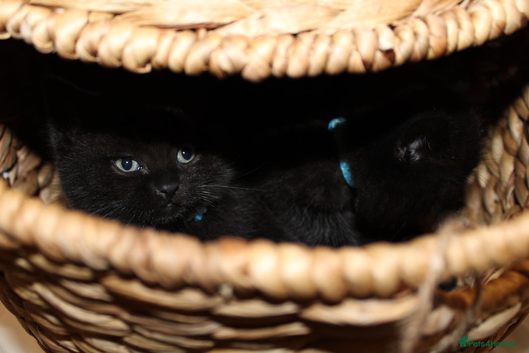 Mixed Breed cats for sale: BRITISH SHORT HAIR MIX  - Image 5