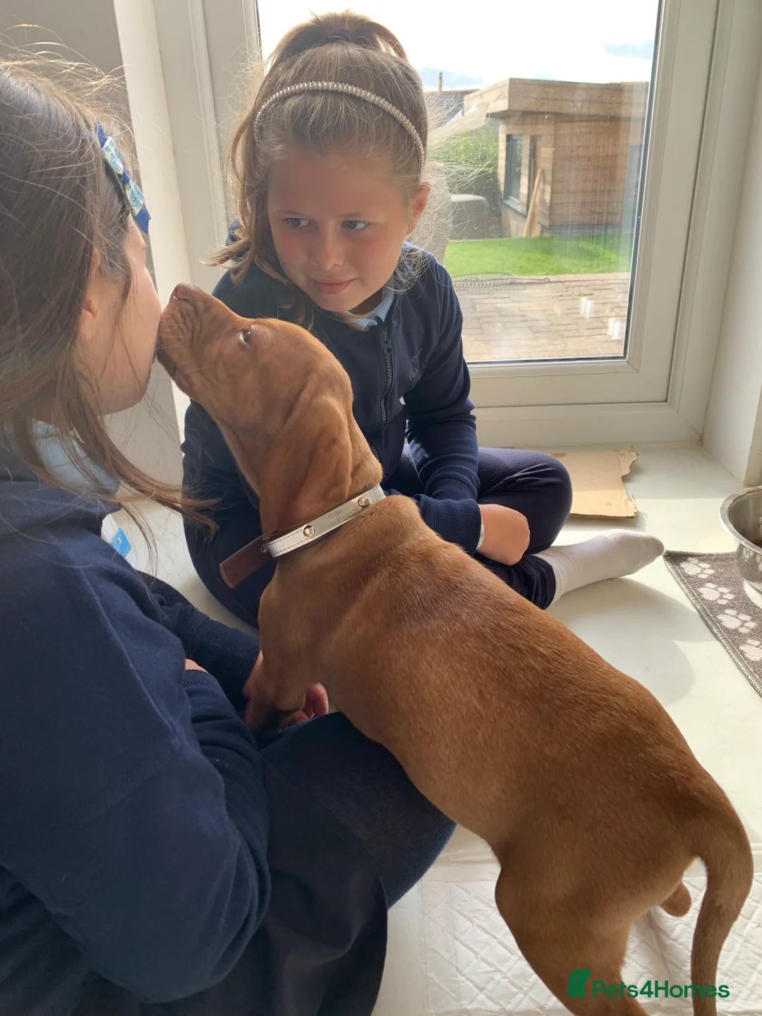 Hungarian Vizsla dogs for stud: Rolo Hungarian Viszla STUD in Treharris - Advert 10