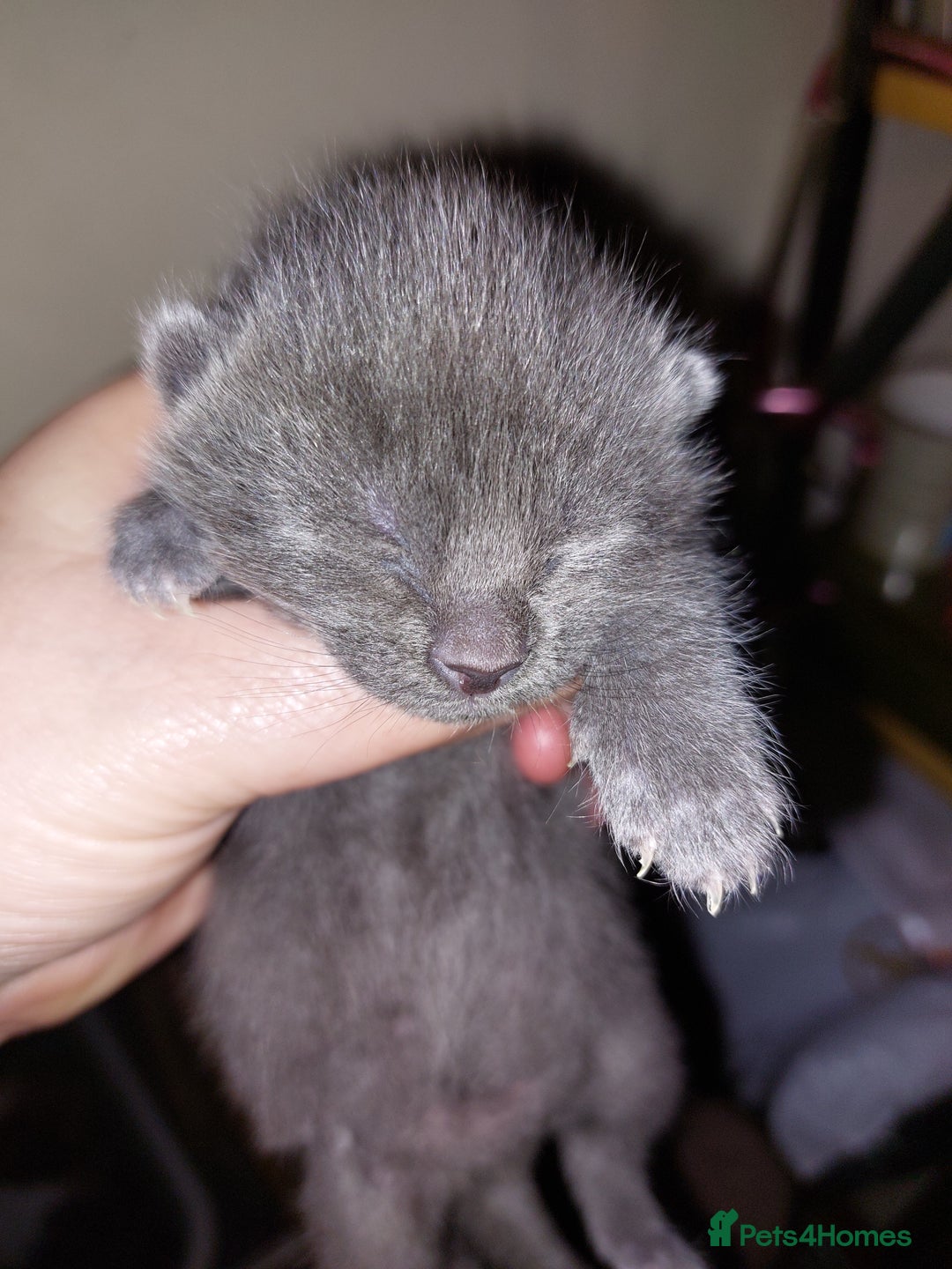 Mixed Breed cats for sale: 4 beautiful babies  - Advert 6