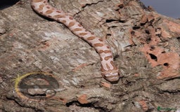 Snake reptiles for sale: Hognose snakes  - Image 11