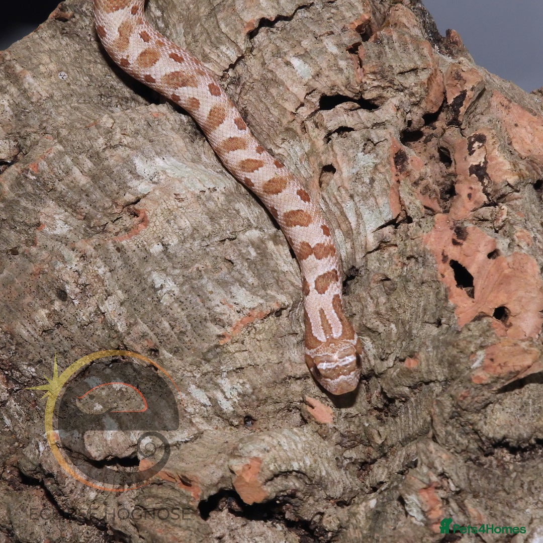Snake reptiles for sale: Hognose snakes  - Image 11