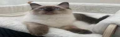 Ragdoll 2