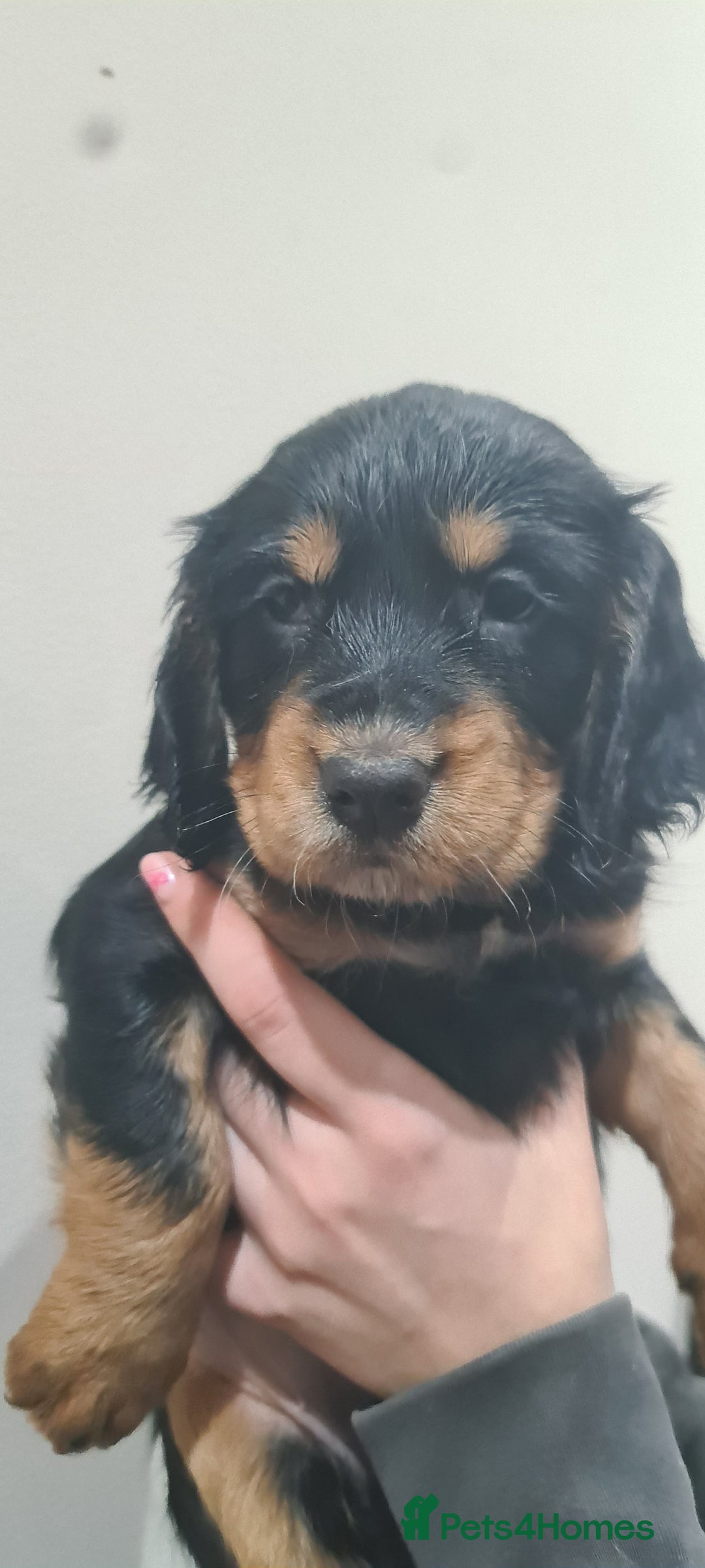 Cocker Spaniel dogs for sale: Beautiful KC Cocker Spaniel Puppies for sale  - Advert 6