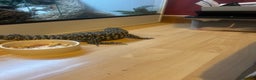 Lizard reptiles for sale: Black and white tegu for sale  - Advert 18