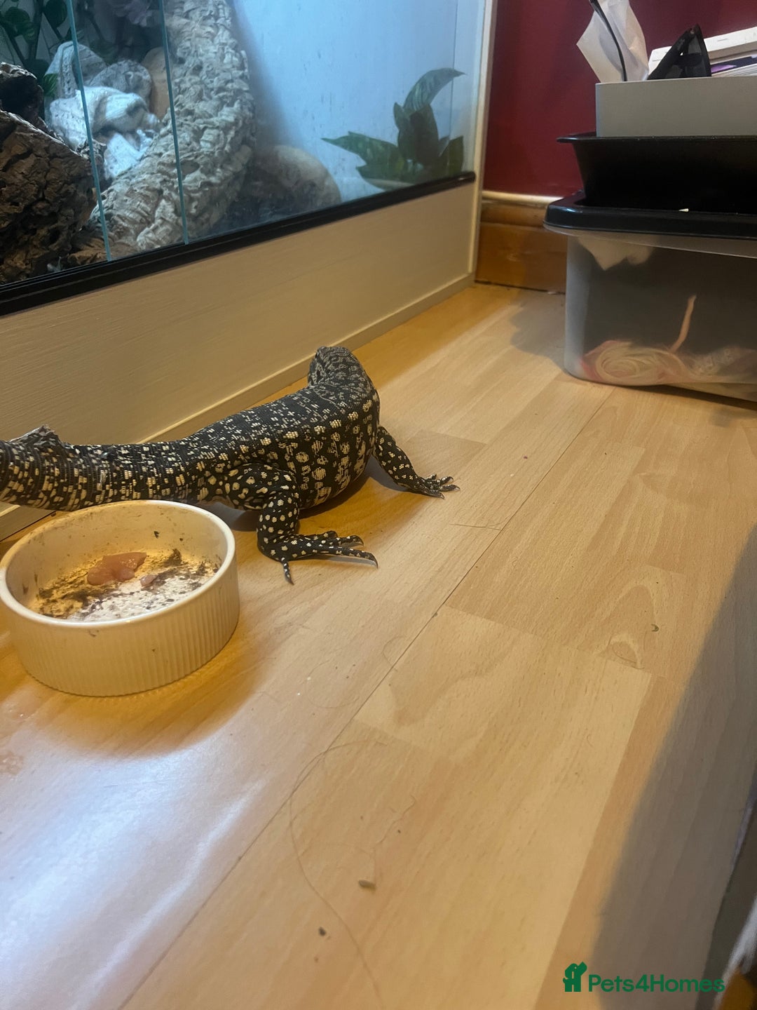 Lizard reptiles for sale: Black and white tegu for sale  - Advert 18