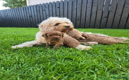 Maltipoo dogs for sale: Maltipoo pups - Image 4