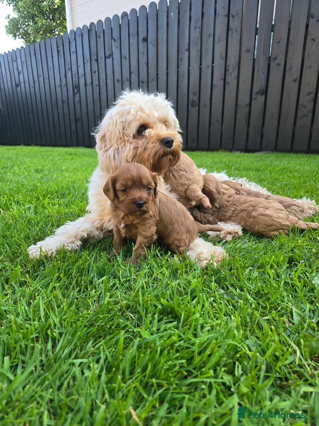 Maltipoo dogs for sale: Maltipoo pups - Image 4