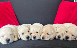 Goldador dogs for sale: Goldador puppies 3 girls - Image 2