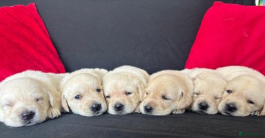 Goldador dogs - Advert 4