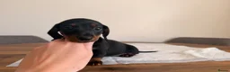 Miniature Dachshund dogs for sale: Mixed Coat Miniature Dachshund Females  in Bridgend - Advert 6