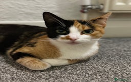 Mixed Breed cats for sale: Black kitty  looking for new home  - Image 4