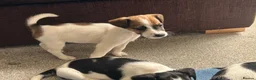 Jack Russell dogs for sale: READY NOW  JR pups  - Advert 14