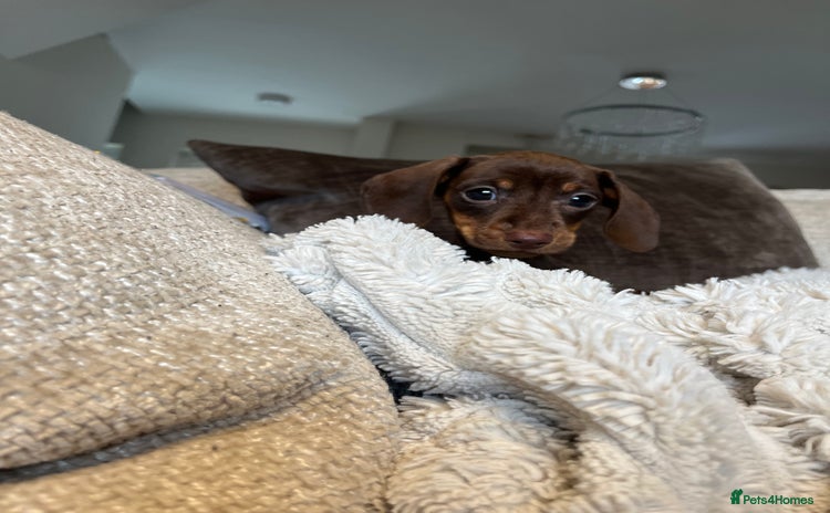 Miniature Dachshund dogs - Advert 2
