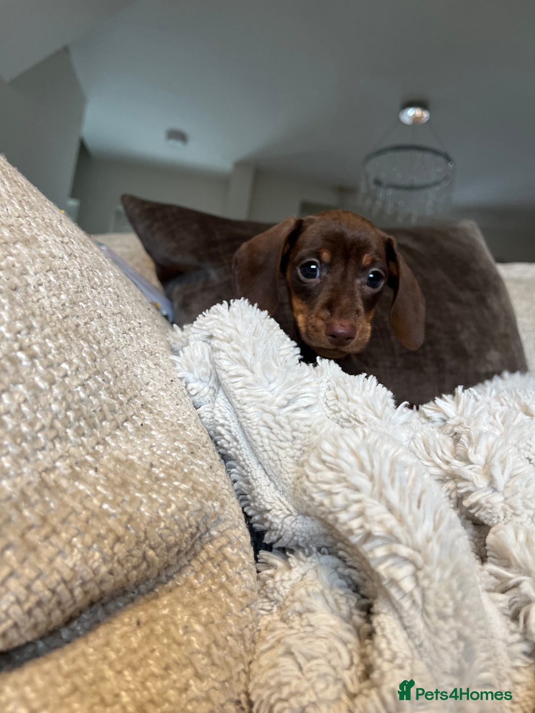 Miniature Dachshund dogs for sale: READY TO LEAVE NOW - Image 1