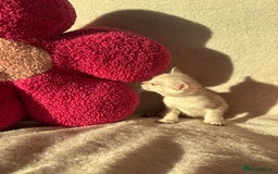 Bengal cats for sale: True to type bengal kittens - Advert 3