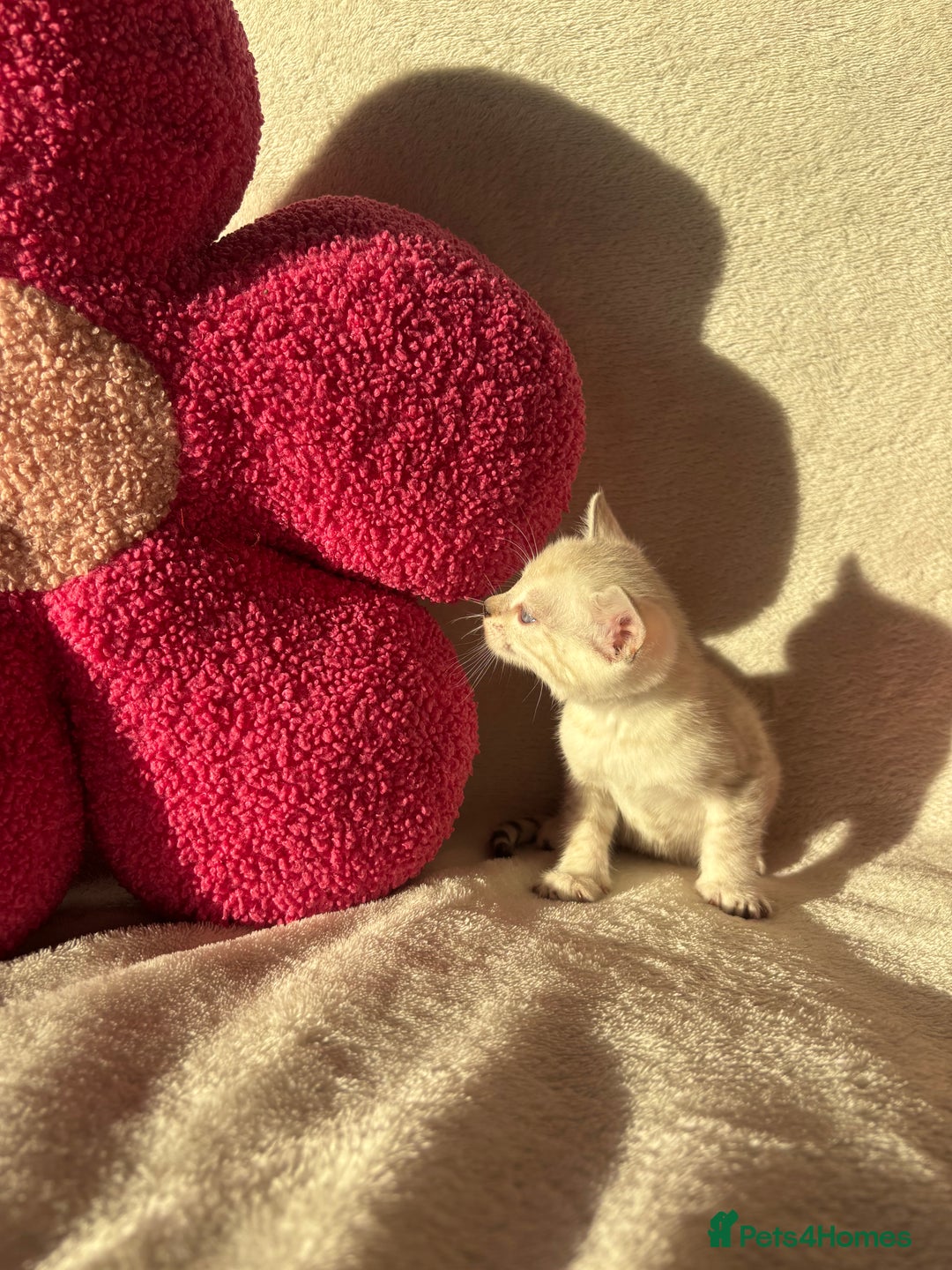 Bengal cats for sale: True to type bengal kittens - Advert 3