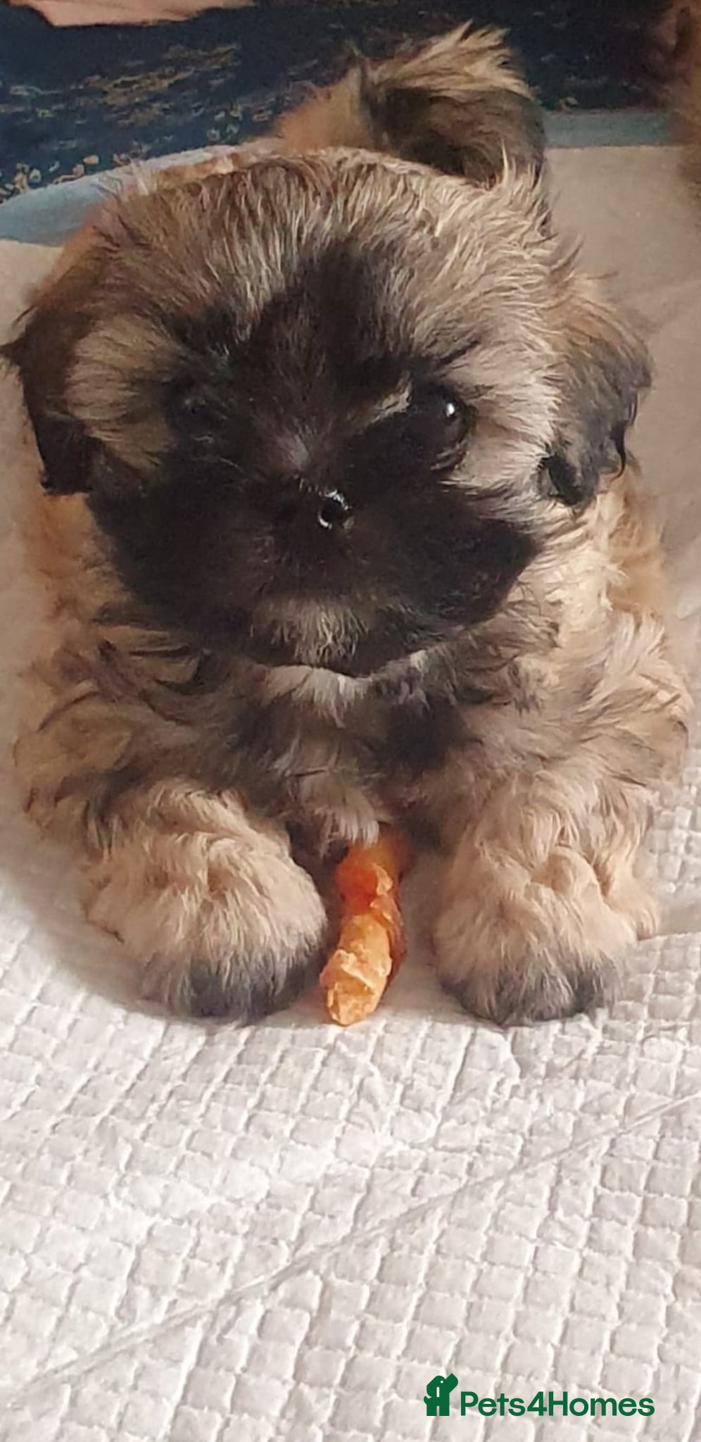 Bichon Frise dogs 6 puppy mini bishon frise.  - Advert 1