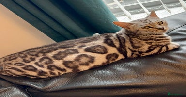 Bengal cats - Advert 1