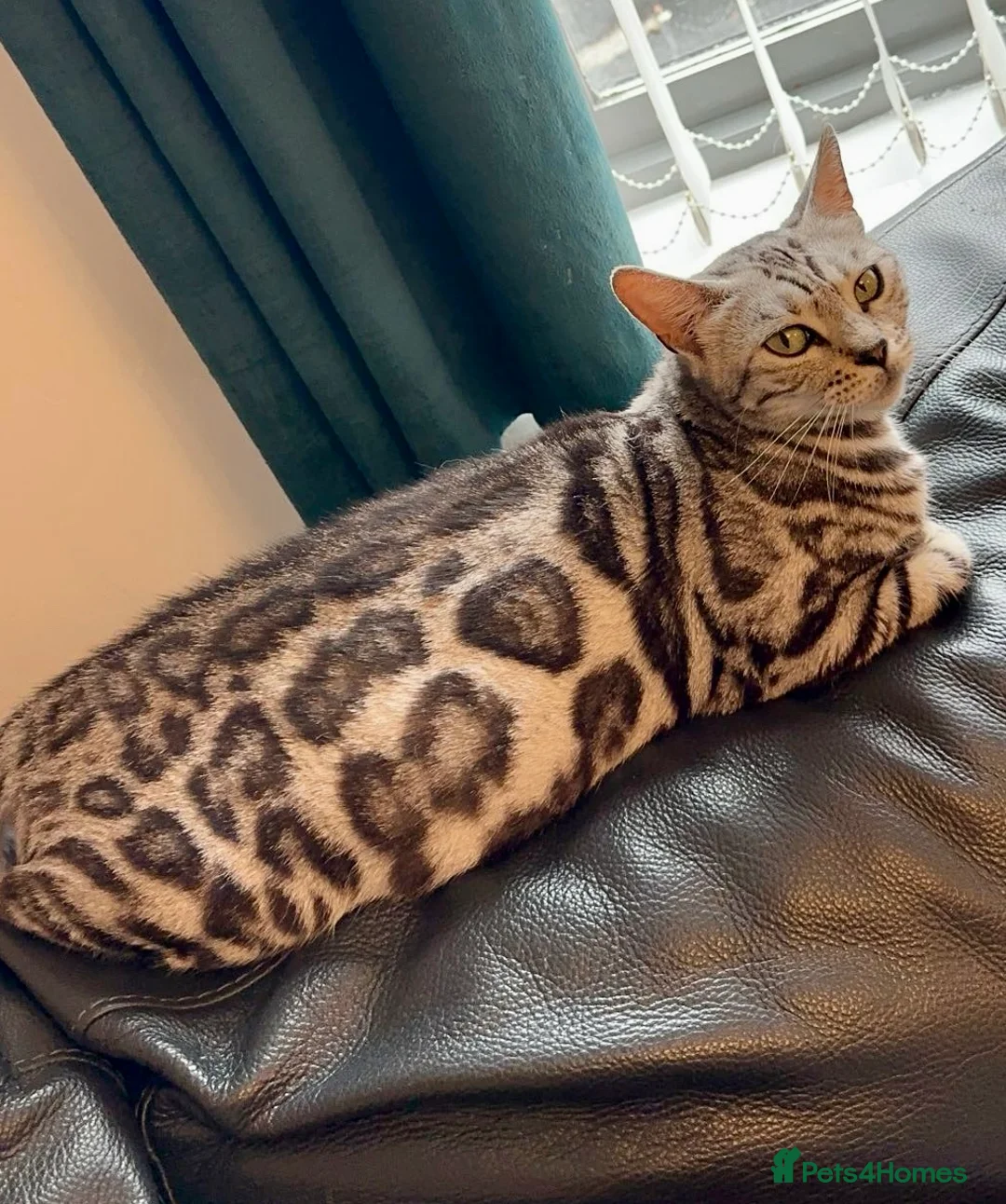 Bengal cats for sale: Stunning Pure Russian Silver Bengal Female!! - Advert 3
