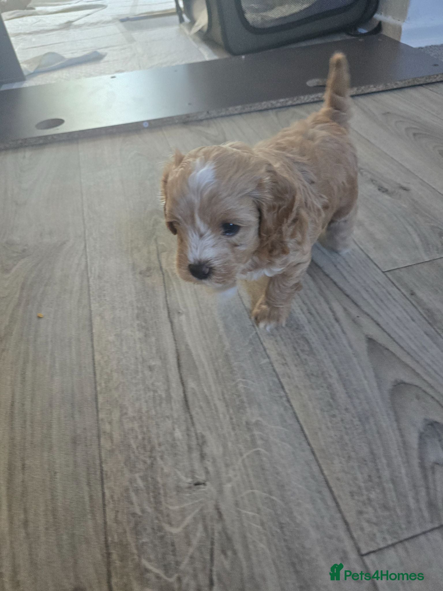 Maltipoo dogs 💙💙💙Tiny Maltipoo puppies🐶🐶🐶 - Advert 18