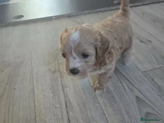 Maltipoo dogs 💙💙💙Tiny Maltipoo puppies🐶🐶🐶 - Advert 18