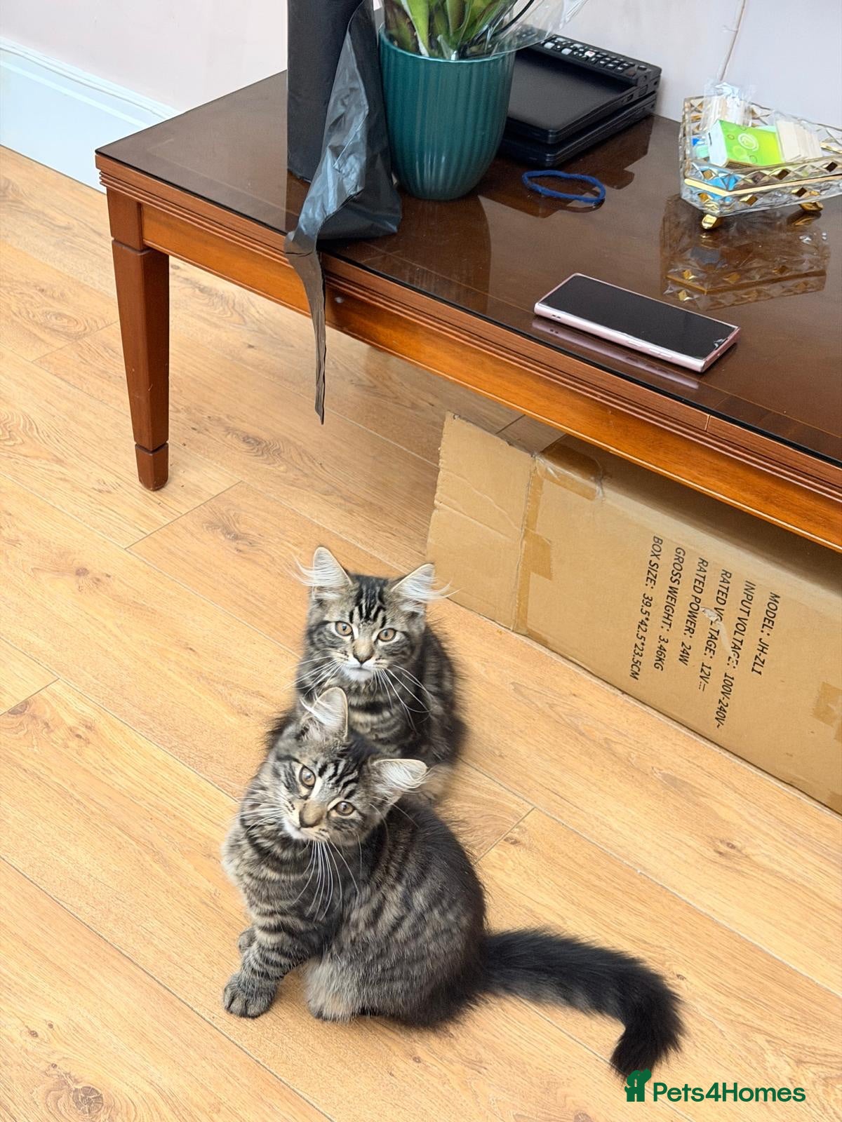 Mixed Breed cats Two fluffy mixed breed tabbies ready now - Advert 2