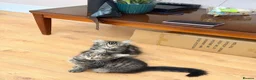Mixed Breed cats for sale: Two fluffy mixed breed tabbies ready now - Advert 2