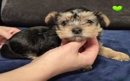 Yorkshire Terrier dogs for sale: Yorkshire terrier puppies (3 girls) - Image 27